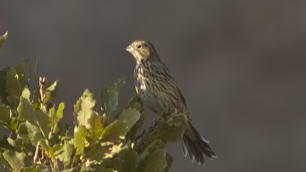 Cirl Bunting — Ana fotoğraf